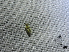 Protalebrella conica