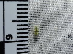 Protalebrella conica