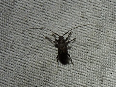 Atrypanius irrorellus