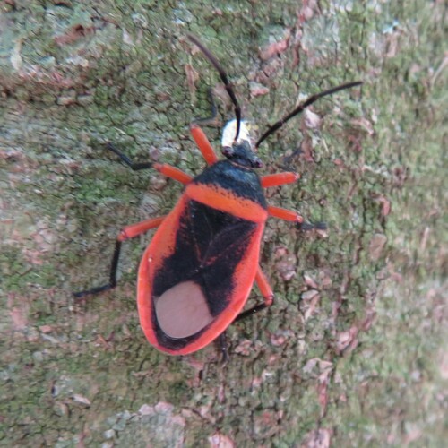Largus obovatus