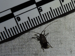 Atrypanius irrorellus