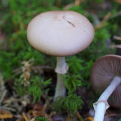 Psathyrella longistriata