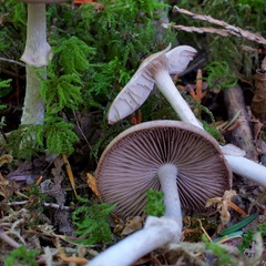 Psathyrella longistriata
