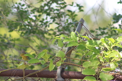 Setophaga petechia image