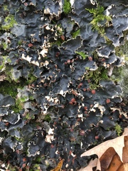 Peltigera horizontalis