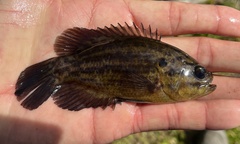 Mud Sunfish photo 4