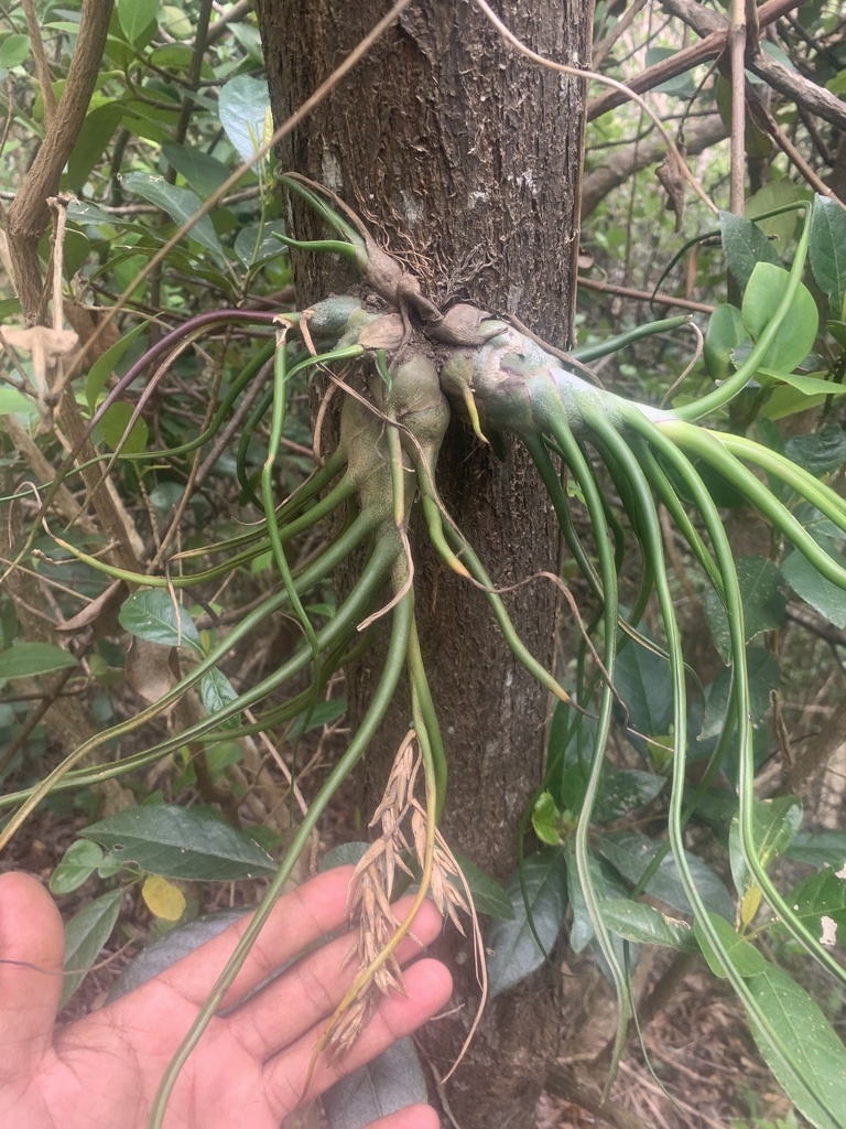 Tillandsia bulbosa growing on a branch
