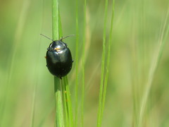 Chrysolina oricalcia