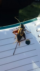 Gryllus firmus