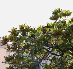 Magnolia grandiflora