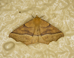 Tetracis jubararia