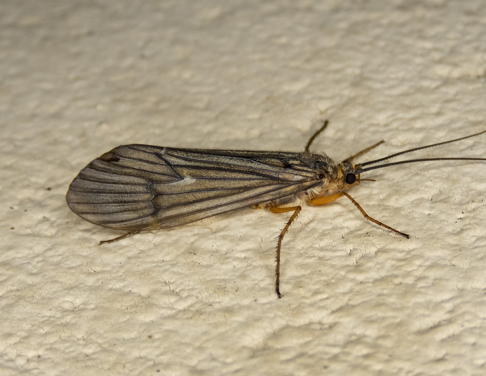 Limnephiloidea