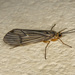Limnephiloidea - Photo (c) Jim Johnson, some rights reserved (CC BY-NC-ND), uploaded by Jim Johnson