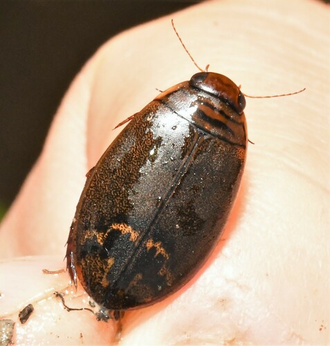 Acilius fraternus (Harris, 1828)