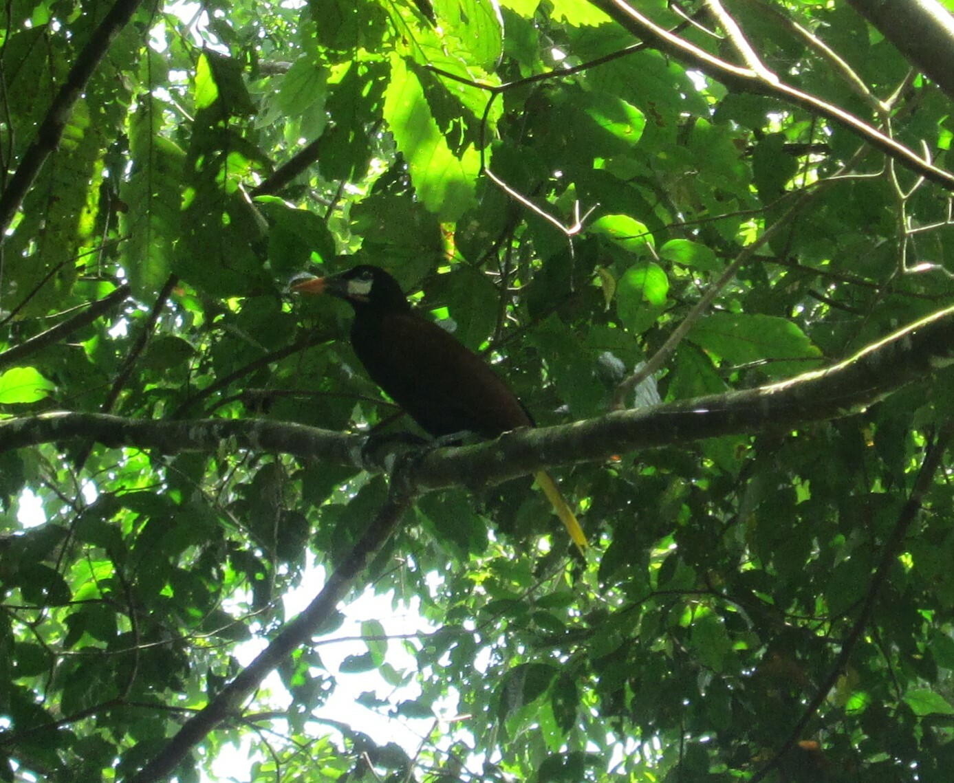 Montezuma Oropendola (Psarocolius montezuma)