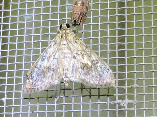 Bougainvillea Caterpillar Moth photo 5