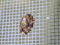 Pachycorinae