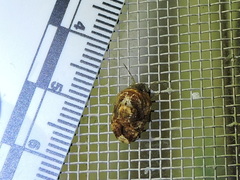 Pachycorinae