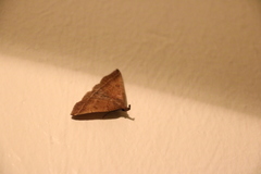 Pechipogo plumigeralis