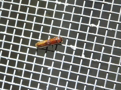 Euplatypus compositus