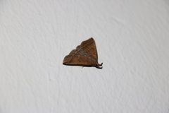 Pechipogo plumigeralis