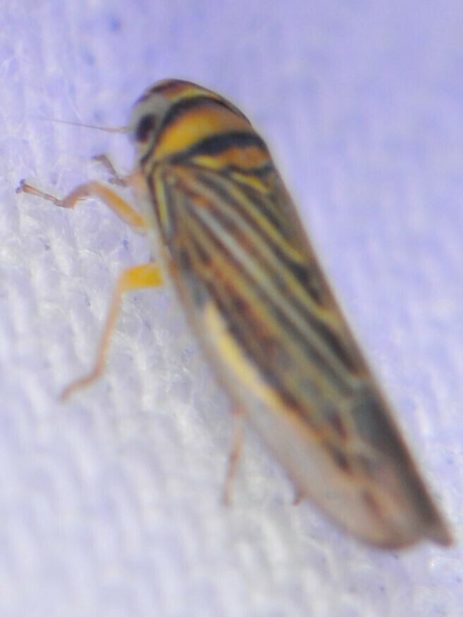 Colladonus in April 2023 by Elliott Gordon · iNaturalist