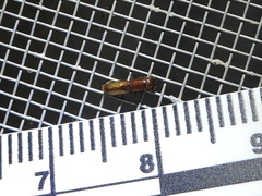 Euplatypus compositus