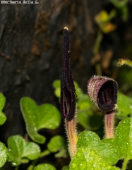 Aristolochia wrightii