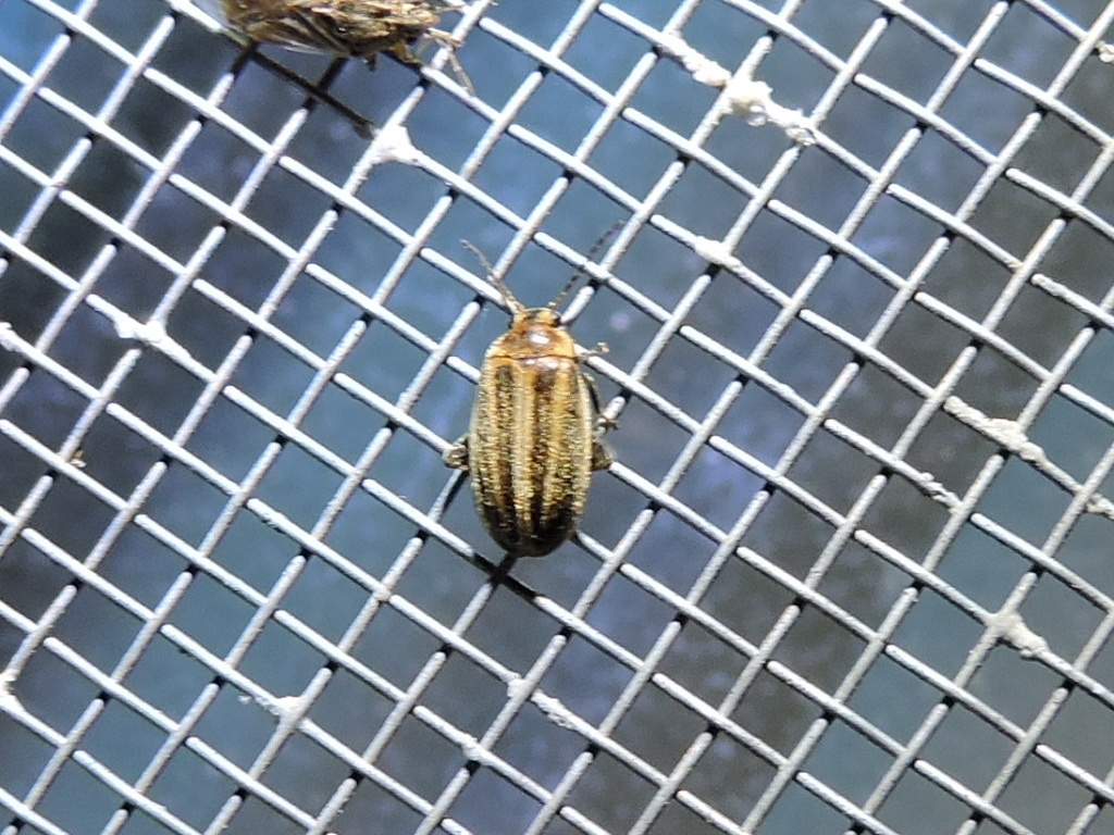 Scirtes oblongus