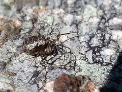 Drapetisca alteranda