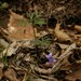 Viola tenuisecta - Photo (c) Daniel McClosky, alguns direitos reservados (CC BY), uploaded by Daniel McClosky