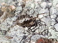 Drapetisca alteranda