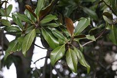 Magnolia grandiflora