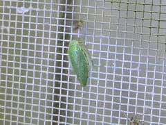 Rugosana
