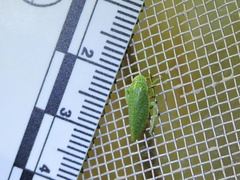 Rugosana