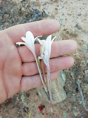 Tritonia flabellifolia