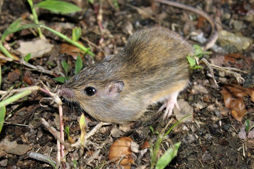 Hispid Pocket Mouse