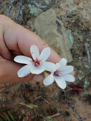 Tritonia flabellifolia