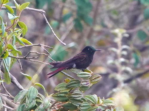 Perija Metaltail (Metallura iracunda)