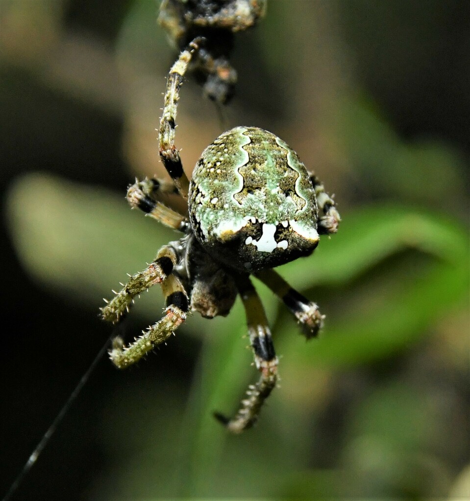 Giant Lichen Orbweaver