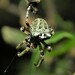 Araneus bicentenarius - Photo (c) Joe Girgente, μερικά δικαιώματα διατηρούνται (CC BY-NC), uploaded by Joe Girgente