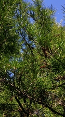 Sciadopitys verticillata