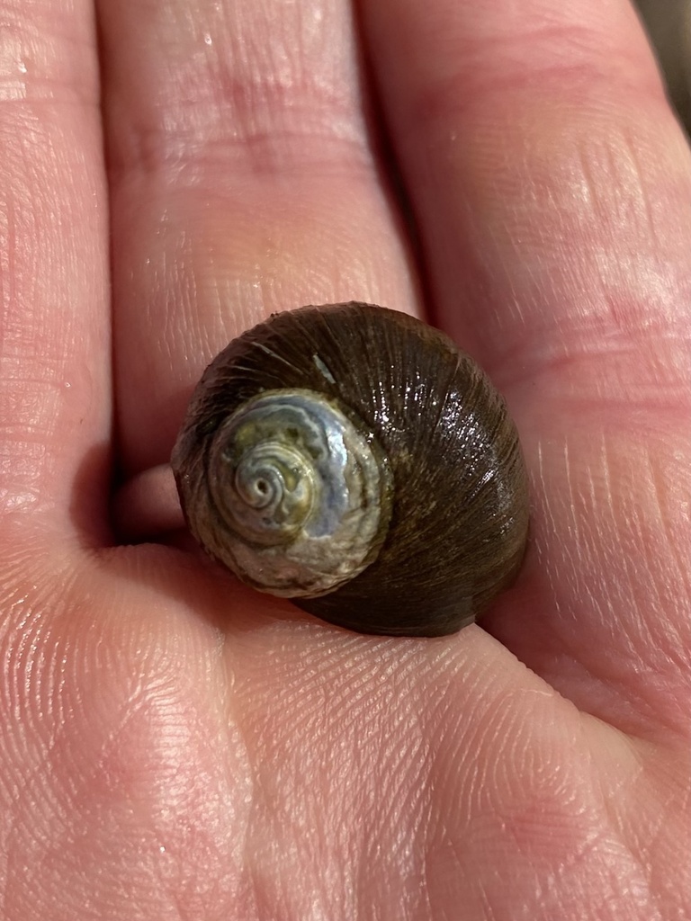 Cat's Eye Snail from Whatamango Bay, Picton, Marlborough, NZ on April ...