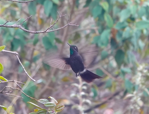Perija Metaltail (Metallura iracunda), photo 2