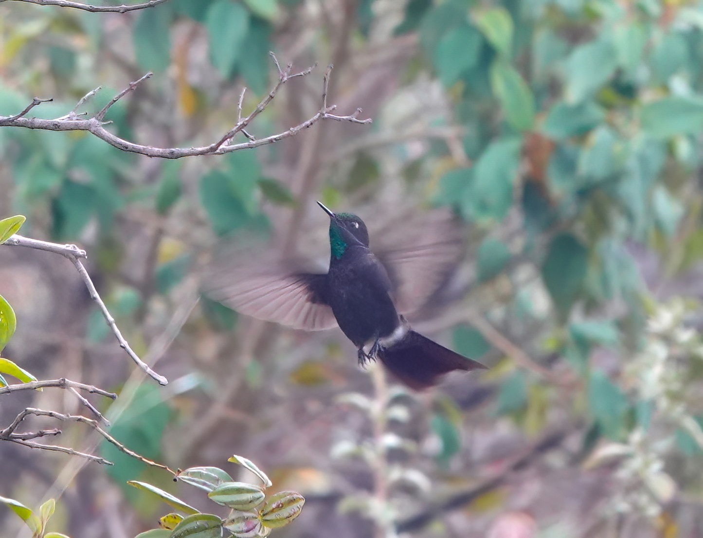 Perija Metaltail (Metallura iracunda), photo 2