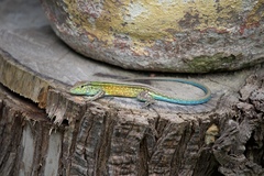 Cnemidophorus gaigei