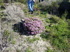 Agathosma thymifolia