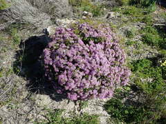 Agathosma thymifolia