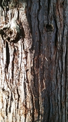 Sciadopitys verticillata