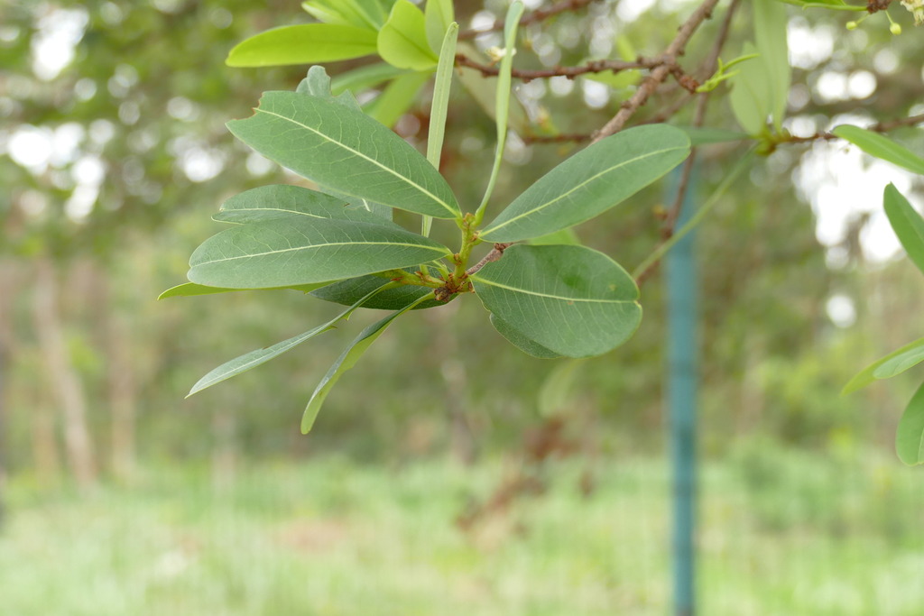 Erythroxylum daphnites